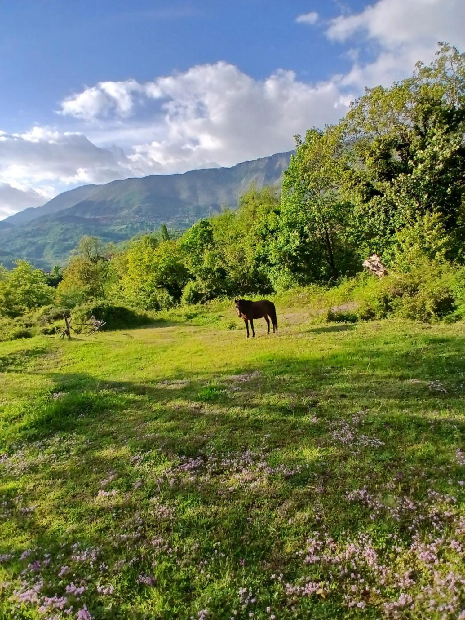 Bujtina Tusha Hotel Priska e Madhe Buitenkant foto